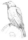 Raven on shield